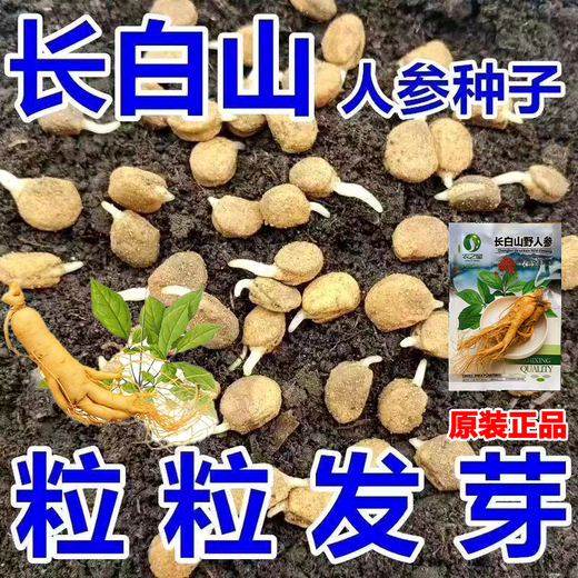 Changbai Mountain ginseng seeds, wild ginseng seeds, easy to grow Chinese medicinal materials in all seasons, easy to live indoor flower pots, ginseng seeds, shipped without buds, 1 bag of selection, about 52 capsules