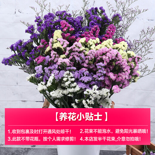 AIMAN Yunnan Forget-Me-Not Real Flowers Dried Flower Bouquet Home Furnishings Small Fresh Living Room Gypsophila Flower Arrangement Theory Jin Jin is equal to 0.5 kg. Sell Lover's Grass One Bouquet Dried Branches