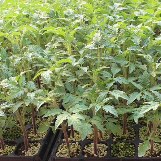 Black tomato seed seedlings, black tomatoes, small tomatoes, four-season vegetable seedlings, cherry tomato seedlings, Black Shield No. 1 small black tomato seeds, 1000 original seeds, single fruit about 25g