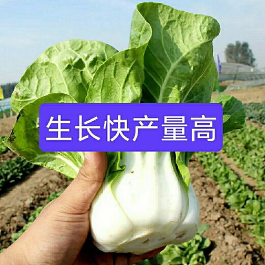New Snow White Milk Fragrant Cabbage Seeds Baiyu No. 2 Xiangtan Dwarf Cabbage Seeds Potted Field Vegetables Original Factory Packaging Approximately 1532 capsules 1 bag