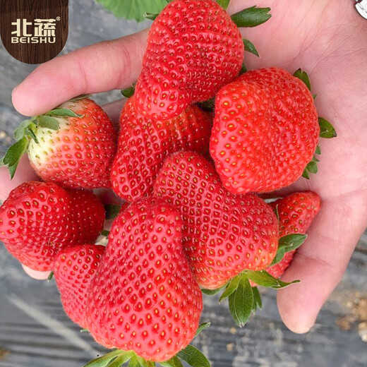 Beishu red strawberry seeds seedlings four seasons potted balcony indoor courtyard fruit seeds cream strawberry seeds 1000 capsules