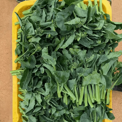 Xiangbin kale seeds kale field open-air planting in spring, summer, autumn and winter sowing pot seeds Guangdong vegetable seeds white flower willow leaf kale seeds 2000 original