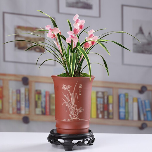 Yuxuantang purple sand flowerpot ceramic household classical Phalaenopsis orchid green dill breathable potted asparagus and calamus succulent small and medium size YY purple sand 1342 (welcoming pine) red