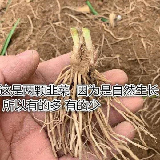 Four-season leek root seedlings, non-long-lasting leek seeds and root seedlings, southern seedlings, Guangdong white root leek 1 pack