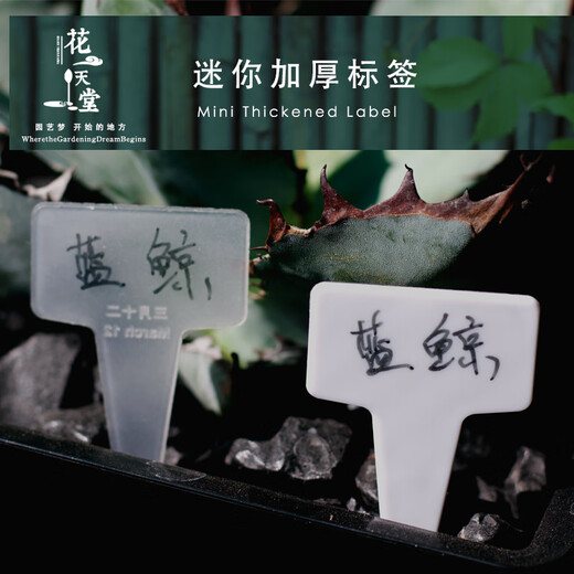 透明多肉标签插牌T型园艺工具植物花卉种植播种育苗塑料标记识牌 大号白50片 宽5.8高9.7cm