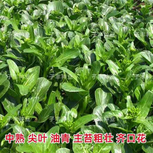 Guangzhou Qiannong Academy of Agricultural Sciences Youlu 702 cabbage heart vegetable seeds autumn winter spring high yield beet core seeds Youlu 70 days cabbage heart 200g medium mature pointed leaves 1 bag
