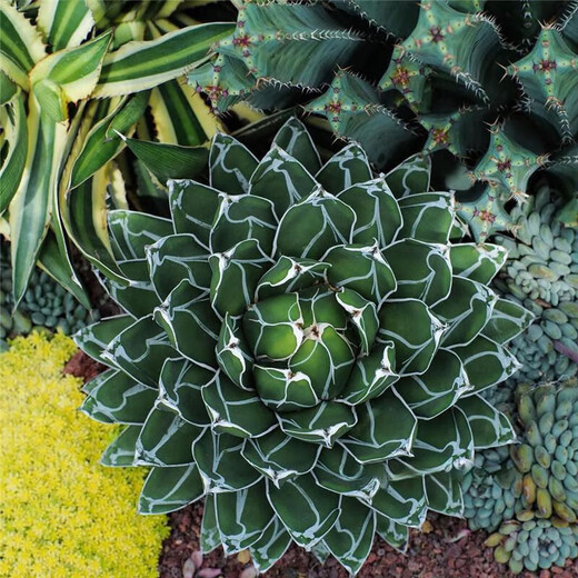 Planet on the tree Planet Plant Snow Agaveaceae succulent plant Large potted flower Snow Diameter 10-12cm No potting