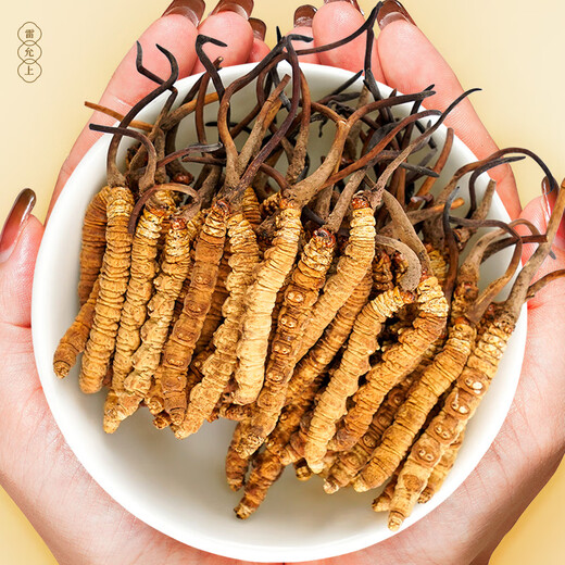 3.5 wild Cordyceps sinensis /g 30g about 105 Cordyceps sinensis gift box for leaders tonic