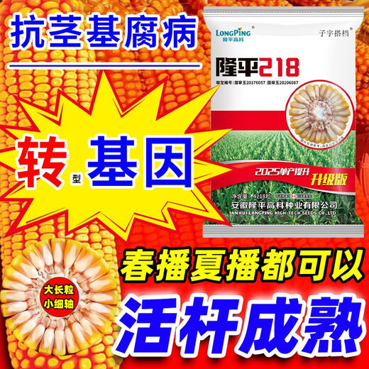 Brawny Five Purple and Eight Resistant Corn Seeds Complete Collection of Academy of Agricultural Sciences Authentic National Approval Low Stems Lodging Resistant Big Sticks Resistant to Diseases and Insects Braised Grains 5A Purified Upgraded Approximately 4201 Grains