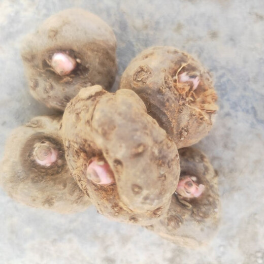 Jingyu Sichuan Liangshan flower konjac second generation konjac seeds have a high germination rate and the number is as many as 60-80 pcs/Jin Jin is equal to 0.5 kg 2 Jin Jin is equal to 0.5 kg first generation konjac