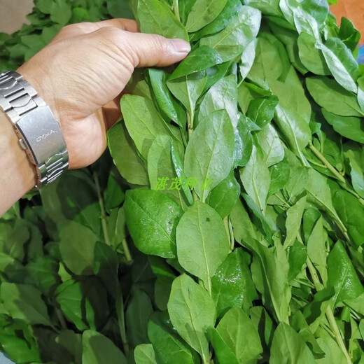 Lycium barbarum seed seedlings for four-season vegetable leaves, wolfberry seed potted plants for balcony and courtyard, four-season planting of wolfberry leaf vegetable seeds, 50 capsules