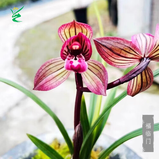 Wengyuan Orchid Lotus Petal Orchid Fulinmen Thin-Leaf Red Orchid Potted Fragrant Orchid Fulinmen 2 Seedlings Random High-end Purple Clay Pot Plants