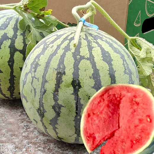 Dayu Lazy Man Watermelon Seed Seedlings Extra Large Suitable for Early Maturing Lazy People in the South 8424 Kirin Melon Meidu Seedless Fruits and Vegetables Meidu Watermelon Seeds 25 capsules