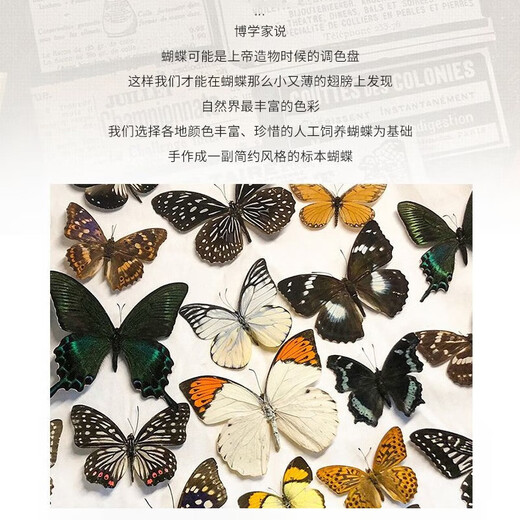 东之天地 真蝴蝶标本收藏生日礼物昆虫摆件拍照学生教学用工艺品道具摆件 金斑蝶1个（带透明盒）