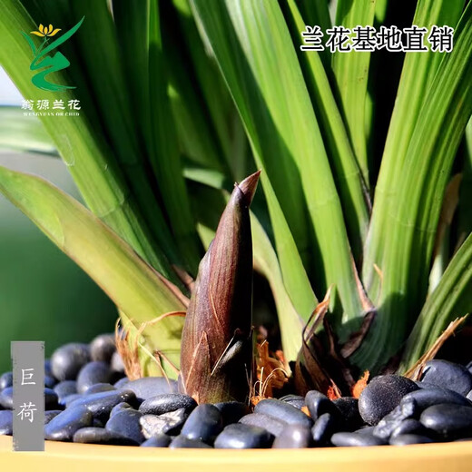 Wengyuan Orchid Authentic Spring Orchid Giant Lotus Old Species Winter Flowering Period Strong Fragrance Easy to Grow Indoor Desktop Flower Pots Giant Lotus 6 Seedlings Large Strong Seedlings Simple Pot Hair
