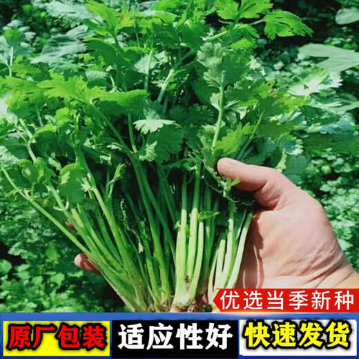 Four Seasons Large-leaf Coriander Seeds Coriander Seeds Garden Field Balcony Potted Plants Easy-to-Grow Vegetable Seeds Complete Collection of Large-leaf Coriander Seeds 5 Packs About 3,000 Tablets