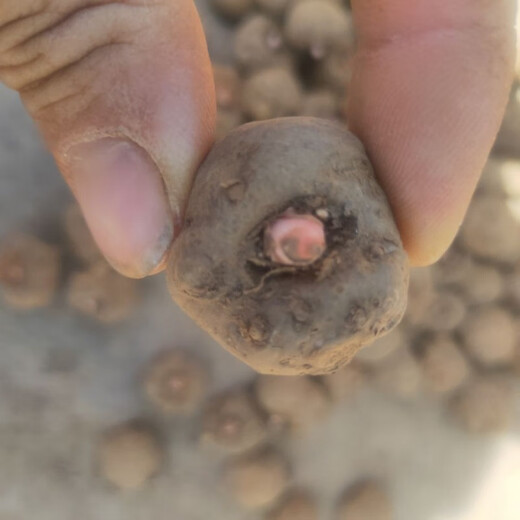 Jingyu Sichuan Liangshan flower konjac second generation konjac seeds have a high germination rate and the number is as many as 60-80 pcs/Jin Jin is equal to 0.5 kg 2 Jin Jin is equal to 0.5 kg first generation konjac