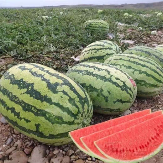 Extra large watermelon seeds, high yield, super sweet, early maturing, four seasons, giant lazy melon king, few seeds, giant dragon watermelon vegetable seeds, giant large fruit watermelon seeds (high sugar and super sweet), original factory packaging, 3 packs of exquisite products, about 150 seeds