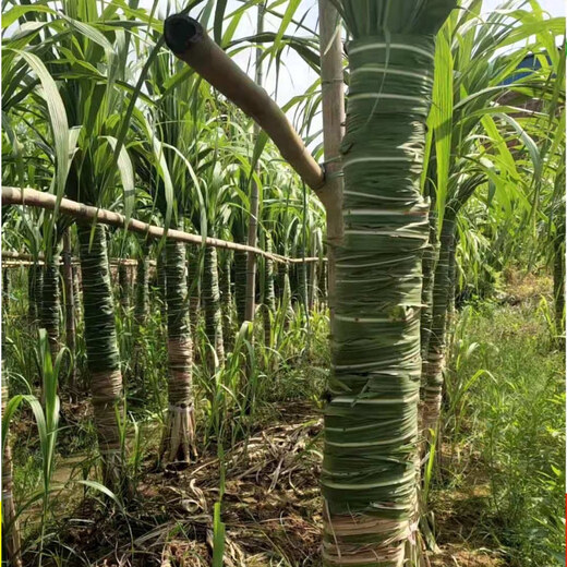 Asarum Guangxi Muge White Jade Sugar Cane Seeds Authentic Glass Crisp Seedlings Straight Hair From the Origin and Shipped with Buds 9 Roots