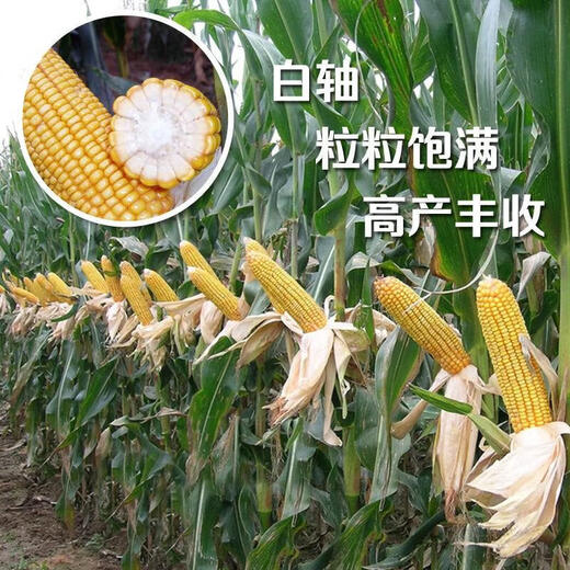 Qianyu 1808 hybrid field corn seeds, stable yield, large sticks, disease resistance, lodging resistance and drought resistance, feed for southern spring and autumn planting Qianyu 1808 (original one Jin Jin is equal to 0.5 kg)