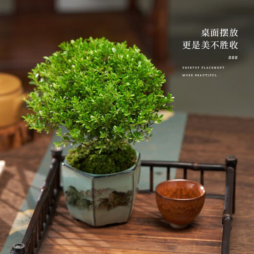 Когда плоды цветут, мелколистной красный бонсай нанму, китайское растение дзен, золотой бонсай нанму, старое зеленое растение на столе в офисе, фиолетовый горшок с песком + мох + основа