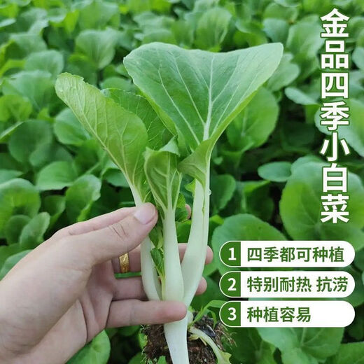 Early maturing creamy cabbage seeds. Vegetable seeds for sowing in all seasons in spring, summer and autumn. Vegetables grown in balcony fields. Planted at 15 degrees for all seasons. Creamy cabbage seeds. Selected 5 packs of about 5555 seeds.
