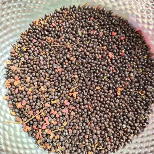 Newly collected Chinese prickly ash seeds, authentic Hancheng Dahongpao Zanthoxylum bungeanum, Lion’s head pepper seeds, Zanthoxylum bungeanum seeds, Dahongpao Zanthoxylum bungeanum seeds, one Jin Jin is equal to 0.5 kilograms