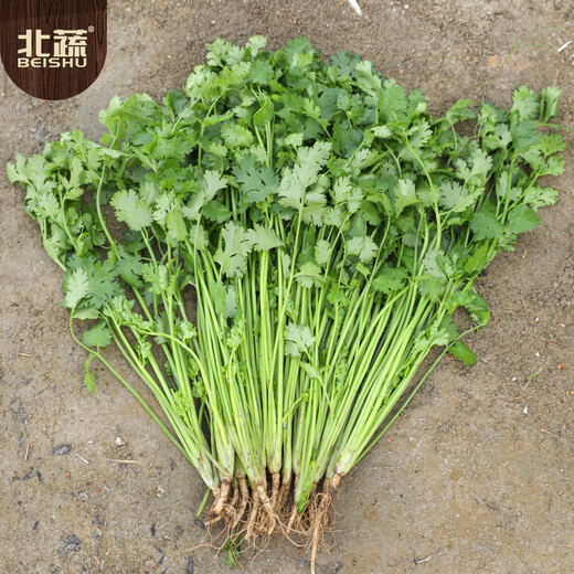 Beishu coriander seeds old varieties small leaves four seasons potted family seeds Weifang coriander seeds 10g about 800 grains