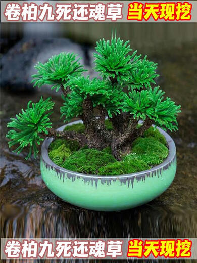 Shantou Lincun Selaginella nine-death resurrection grass desktop flowers and plants bonsai potted rockery combination absorbent stone calamus orchid 1 tree with 3 seedlings welcome pine style does not include tray