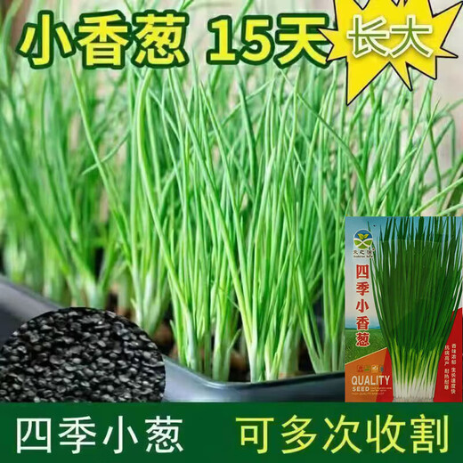Spring vegetables, heat-resistant and cold-resistant four-season chive seeds, easy to grow potted vegetable and fruit seeds. Four-season chive seeds, easy to plant, soaked in soil to germinate, can be planted in all seasons, original selection, 1 pack, about 800 seeds