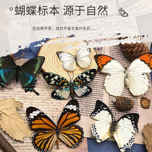 东之天地 真蝴蝶标本收藏生日礼物昆虫摆件拍照学生教学用工艺品道具摆件 金斑蝶1个（带透明盒）