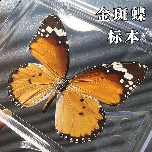 东之天地 真蝴蝶标本收藏生日礼物昆虫摆件拍照学生教学用工艺品道具摆件 金斑蝶1个（带透明盒）