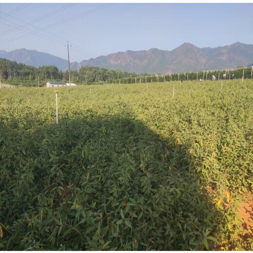 Thousands of Jin Jin is equal to 0.5 kg. Pulled seeds small leaf red skin Chinese herbal medicine Diao Ma Zhuang seeds Chinese herbal wild one-root seedlings drilled into the ground wind saplings. Thousands of Jin Jin is equal to 0.5 kg. Pulled seeds are 0.3 Jin Jin is equal to 0.5 kg. Does not include pots.