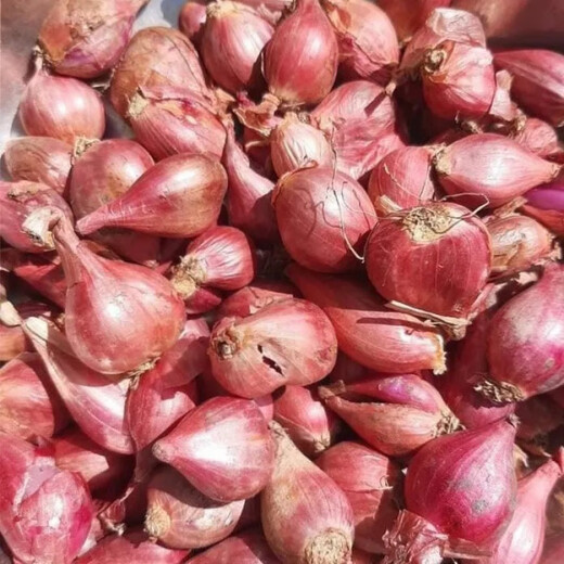 Authentic shallot seedlings, Guangdong shallots, commercial Fujian southern onion seeds, local wild four-season chive seeds, four shallots, Jin Jin, equal to 0.5 kg, free fertilizer in the favorite store
