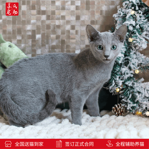 Zhuanmiao Soviet-style purebred Russian blue cat kitten live green-eyed cub domestic pet cat pedigree Russian blue cat