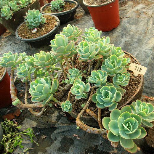 Envoyer une cavalerie Chun Bi Tao, une plante de pot amusante pour plusieurs pots, un coup de plantes succulentes, des tas entiers sans coupe, pas de coupures, pas de coupures, pas de coupures, pas de coupures, pas de coupures, pas de coupures, pas de coupures, pas de coupures, pas de coupe