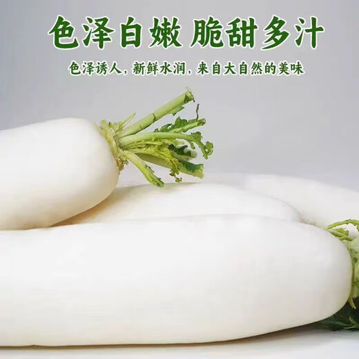 White radish, fresh in season, freshly dug, crispy, sweet and juicy, farm-grown and eaten raw, crispy, sweet and refreshing. White radish 5Jin Jin is equal to 0.5kg.