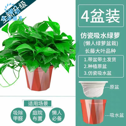 Maisangghe verde idiolus en maceta flores al por mayor y plantas eliminación de la sala de estar formaldehído