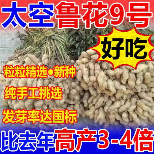 Super peanut seed original species Luhua No. 9, thin-shelled, short-stem, early-maturing and high-oil, new species from the Academy of Agricultural Sciences, drought-resistant bud rate, bud rate and yield are guaranteed Luhua No. 9 1Jin Jin is equal to 0.5 kg