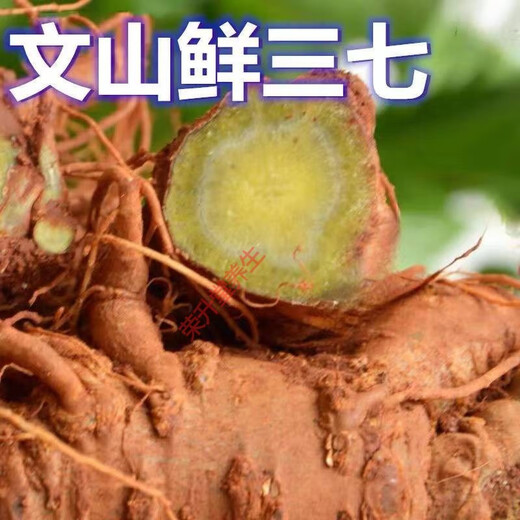 【顺丰快递】新鲜三七精选云南文山三七头带根须新鲜田七泡酒料活三七 精选鲜三七8个左右500克