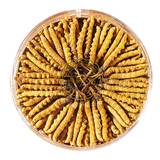 
[Tibet Straight Hair] Nagqu First Stubble Cordyceps Authentic High-altitude Dried Cordyceps Gift Boxes First Choice Special Cordyceps King 2 Roots/G 100 Roots