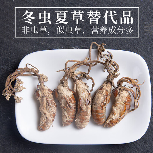 北京同仁堂原料中药饮片精选金蝉花中药材2023新货大虫草知了蝉花孢子粉草非500g克 金蝉花500g新货