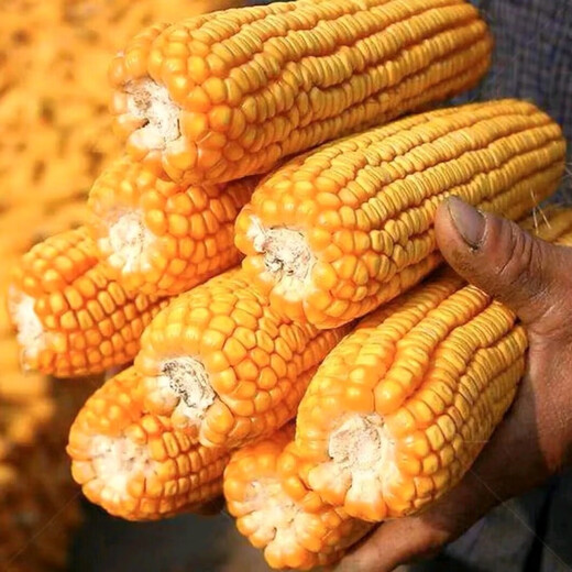 Suiyiman Jingke 968 high-yielding corn seeds, short stems and big sticks, drought-resistant and high-temperature resistant purple gold version white shaft corn seeds purple gold version original 4000 grains 10 bags