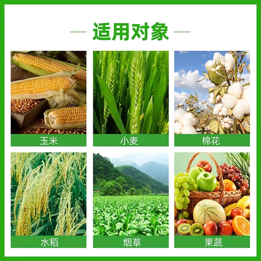 24 Epirutina gibberellic acid rooting and seedling strengthening regulator to alleviate phytotoxicity and adjust crop growth dual compound pesticide 500g