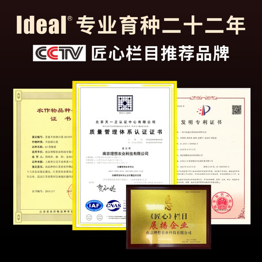 Ldeal ideal agriculture fruit sweet corn seeds field non-GMO high-yielding sweet and crisp corn seeds that can be eaten raw