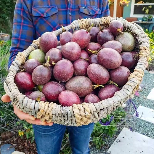 Passion fruit seeds are sown in all seasons, special fruit seeds, eggs, yellow hearts, courtyard balcony potted plants, large fruits, sweet fragrance, three packages (about 100 pieces) Fruit-Passion Fruit
