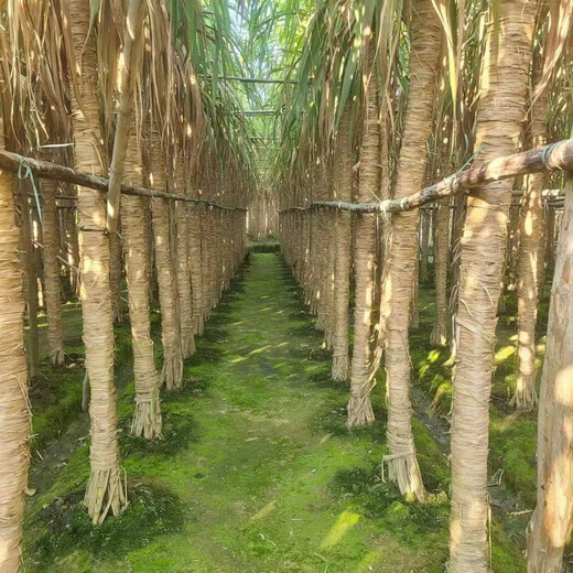 Asarum Guangxi Muge White Jade Sugar Cane Seeds Authentic Glass Crisp Seedlings Straight Hair From the Origin and Shipped with Buds 9 Roots