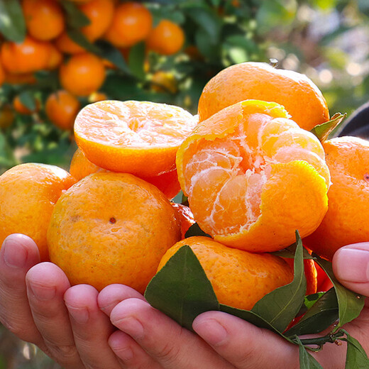 京觅 广西砂糖橘净重4斤 单果35-60mm 精品果沙糖桔 源头直发包邮