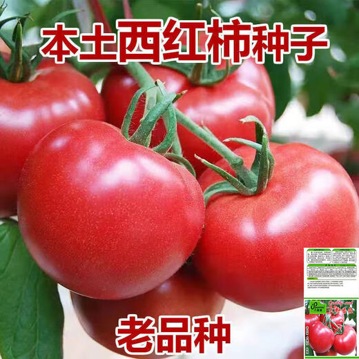 Farmer's Big Pink Tomato Seeds Big Red Four Seasons Woolly Pink Persimmon Seeds Tomato Seedlings Balcony Garden Vegetable Seeds Big Tomato Seeds 666 + Song Fertilizer