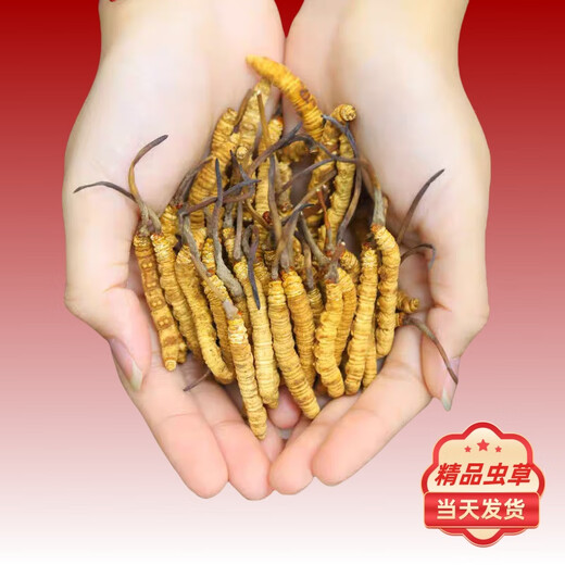 Authentic Cordyceps sinensis first period selected nourishing dry goods two gram gift boxes for gifts and nutritious Cordyceps tonics, authentic Cordyceps sinensis in Tibetan areas, 4 gram one gram 50 gram